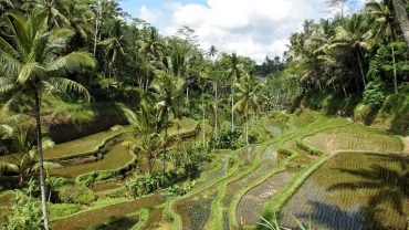 Compelling Reasons to Visit Ubud